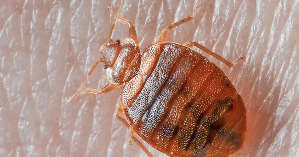 Punaise de lit : Tout ce que vous devez savoir en 2023 1 punaise de lit